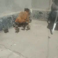 مرغ محلی و جوجش