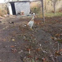 سلام دوستان دوتا جوجه خروس نسل ژرمن آلمانی|حیوانات مزرعه|گالیکش, |دیوار