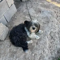 سگ خانگی|سگ|گتوند, |دیوار