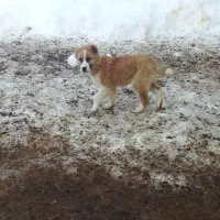 توله سگ|سگ|شیروان (خراسان), |دیوار