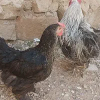 مرغ وخروس برهما