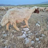 بره و شیشک قربانی|حیوانات مزرعه|کرمانشاه, |دیوار