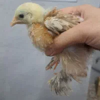 کوشین ۲ماهه|حیوانات مزرعه|رشت, یخسازی|دیوار