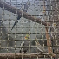 عروس هلندی