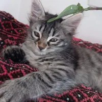 بچه گربه جهت واگذاری|گربه|خلخال, |دیوار