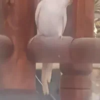 مرغ عشق ماده