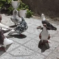 جفتگاه