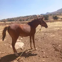اسب دوساله