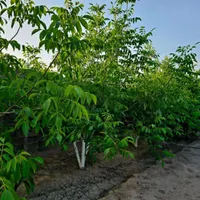 باغ و باغچه177متری /آب/برق/درختان کهن میوه
