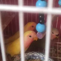 پرنده طوطی برزیلی