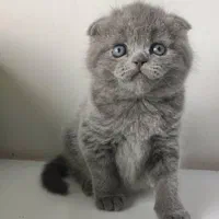 بچه گربه های گوگولی (پرشین بریتیش اسکاتیش)|گربه|اهواز, کیانپارس |دیوار