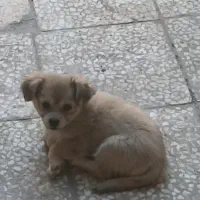 پامر اشپیدز