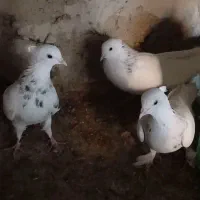 کفتر|پرنده|فردوس (خراسان), |دیوار