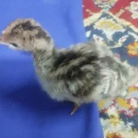 جوجه بوقلمون یک هفته ای|حیوانات مزرعه|بندر ماهشهر, |دیوار