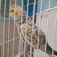 فروش عروس هلندی