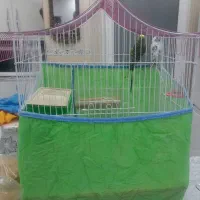 یک جفت مرغ عشق با قفس