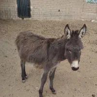 شیر خر الاغ