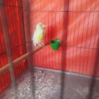 قناری ماده اماده|پرنده|کرمان, |دیوار