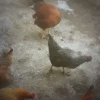 ۱۰ عدد مرغ|حیوانات مزرعه|قزوین, |دیوار