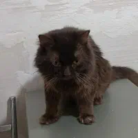 چاکلت