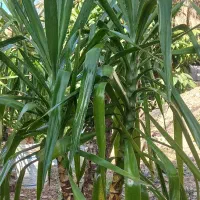 گل یوکا|گل و گیاه طبیعی|خفر, |دیوار