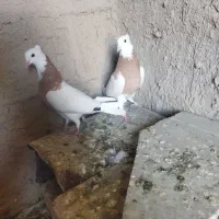 کبوتر طوق زرد|پرنده|شیراز, وزیرآباد|دیوار