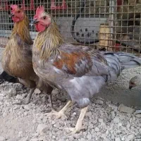 خروس طوسی (بلو) نژاد آیسبار زینتی، برهما|حیوانات مزرعه|تهران, طرشت|دیوار