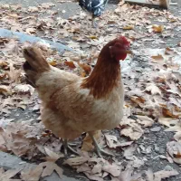 مرغ و بقلمون محلی اصل|حیوانات مزرعه|هشتگرد, کوی بهروز|دیوار