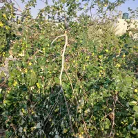 باغ شهری مجموعه باغ زیتون ثبوت ۲