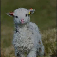 گوسفندم گم شده