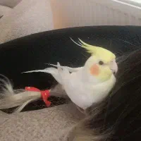 عروس هلندی گم شده