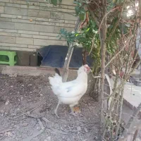دو عدد مرغ گلین سفید