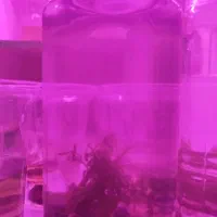 تنگ پلنت کوچک|ماهی|دهلران, |دیوار