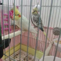 جفت عروس هلندی مولد با قفس معاوضه دوچرخه ۲۶|پرنده|پاکدشت, پاکدشت (مامازند)|دیوار