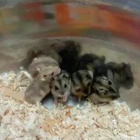 همستر مینیاتوری دونه ای صد تومن|موش و خرگوش|کرج, کرج نو|دیوار