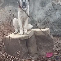 سگ سرابی اصل|سگ|ایجرود, |دیوار