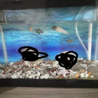 ماهی های زینتی