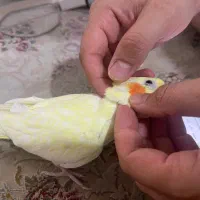 عروس هلندی رام و سخنگو|پرنده|قرچک, پویینک|دیوار