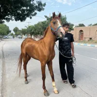 اسب نریان نژاد درهشور