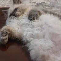 گربه ی پرشین هیمالین بازی گوش