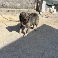 ۴عدد ماده قفقازی