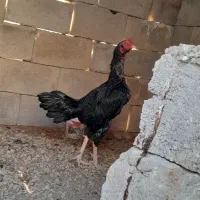 مرغ.خروس.لاری.وچابهاری