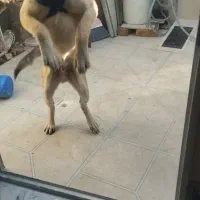 سگ ژرمن|سگ|کرمانشاه, |دیوار