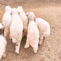 بره ۷ عددنر درجه یک الیوز ۱۹۵/۰۰۰/۰۰۰