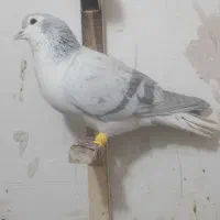 کفتر بوم تربت