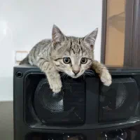 دو بچه گربه نرو ماده|گربه|باسمنج, |دیوار