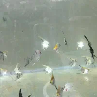 انجل|ماهی|تهران, شهرک ولیعصر شمالی|دیوار