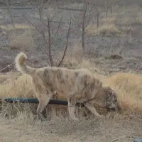 توله نر ۷ماهه افغان اصیل