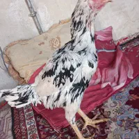 مرغ لاری انگلیس|حیوانات مزرعه|چهاربرج, |دیوار