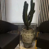 گل و گلدان کاملا سالم